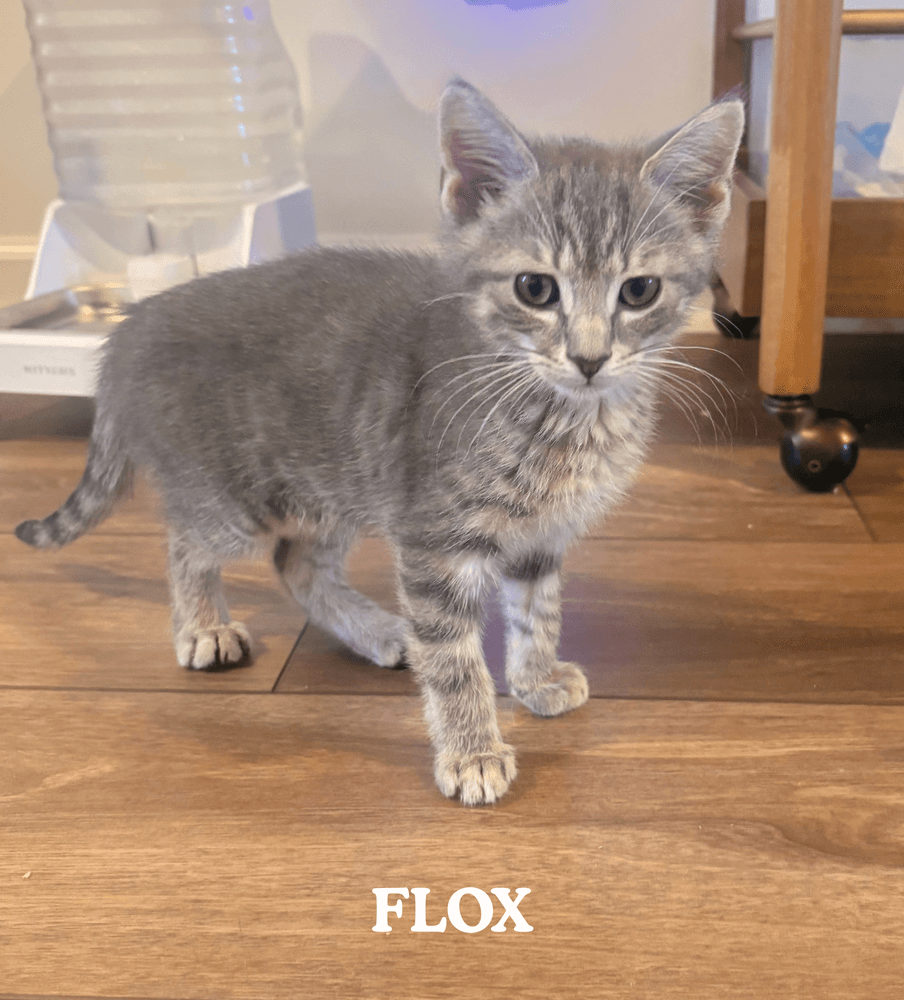 Flox - Domestic Medium Hair