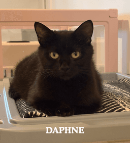 Daphne image 1