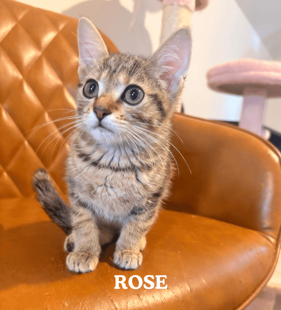 Rose - Domestic Medium Hair