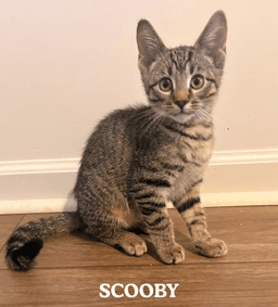 Scooby image 1
