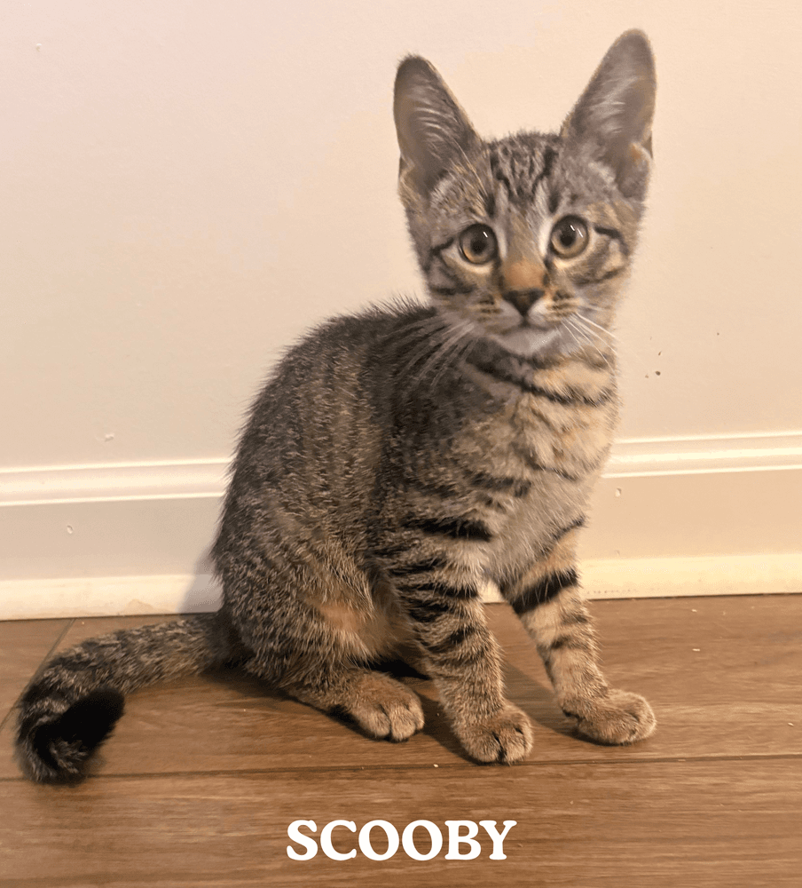 Scooby - Domestic Medium Hair