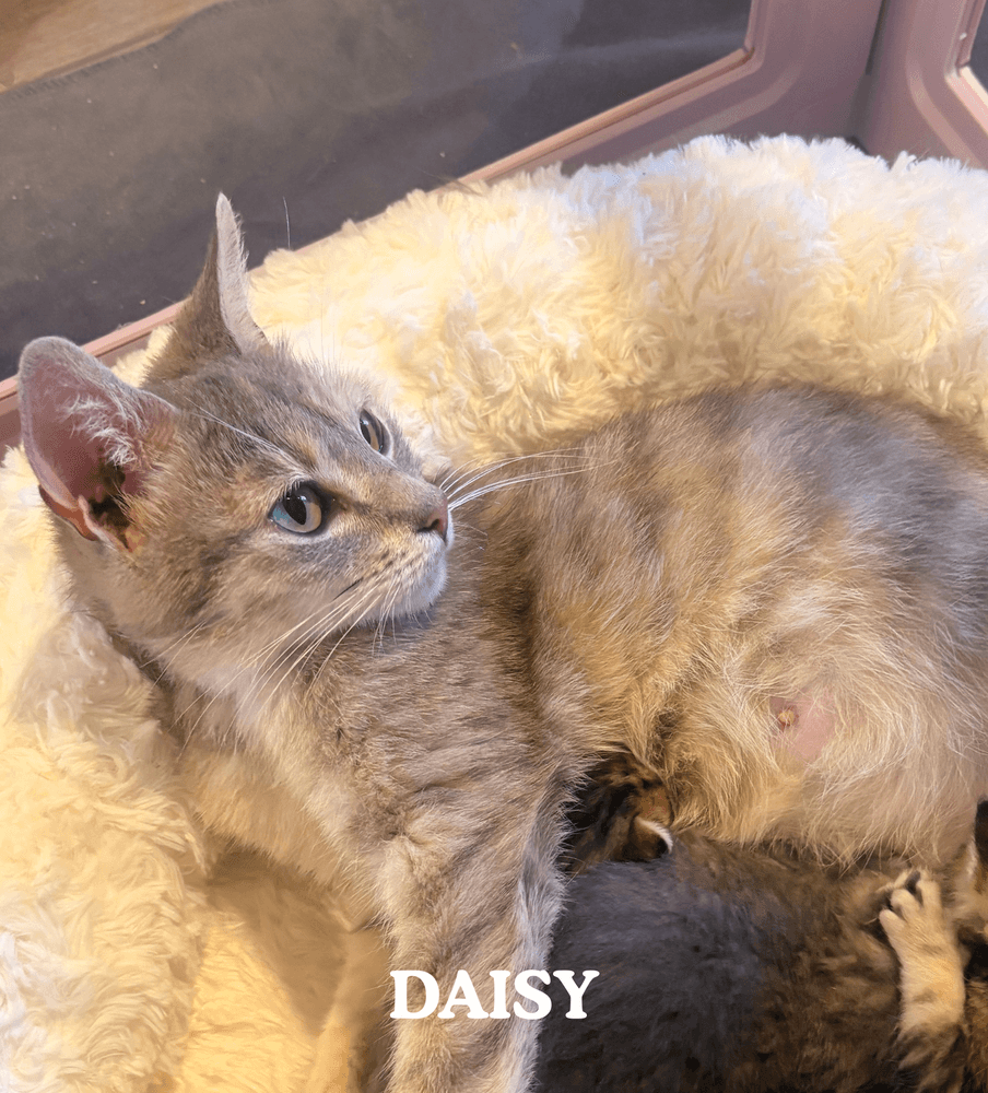 Daisy - Domestic Short Hair