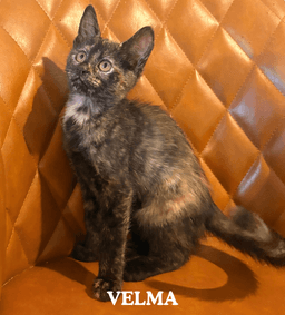 Velma image 1