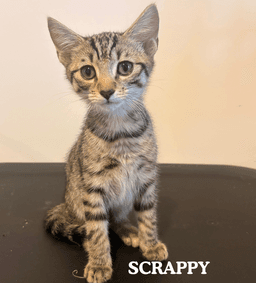 Scrappy image 1