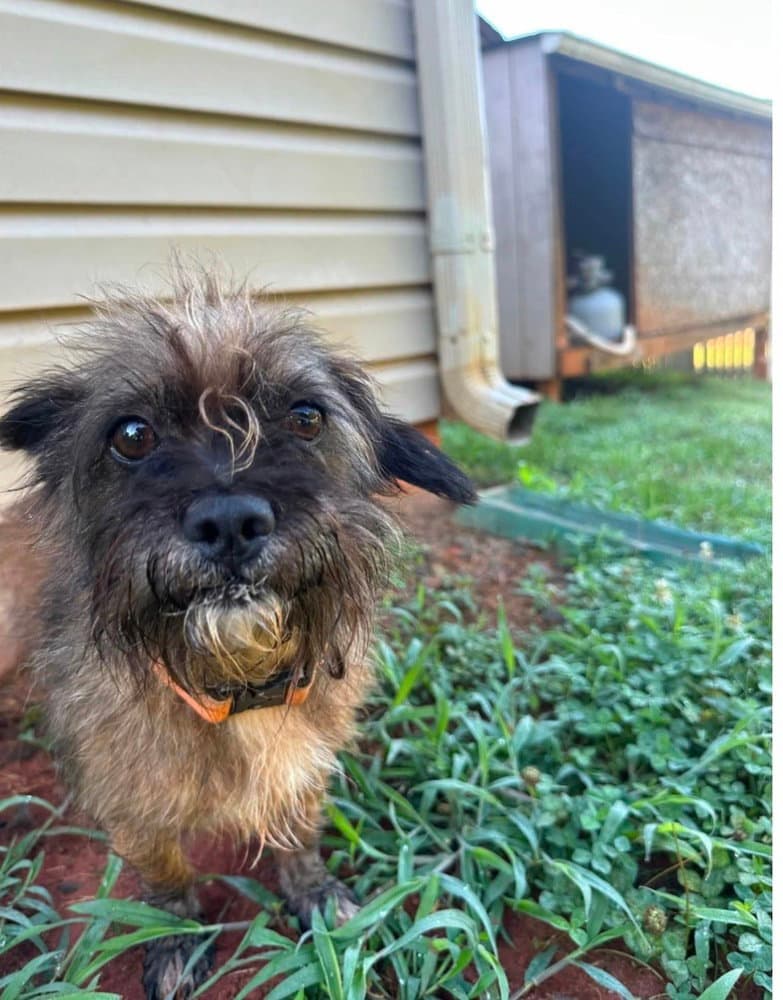 Twig - Cairn Terrier