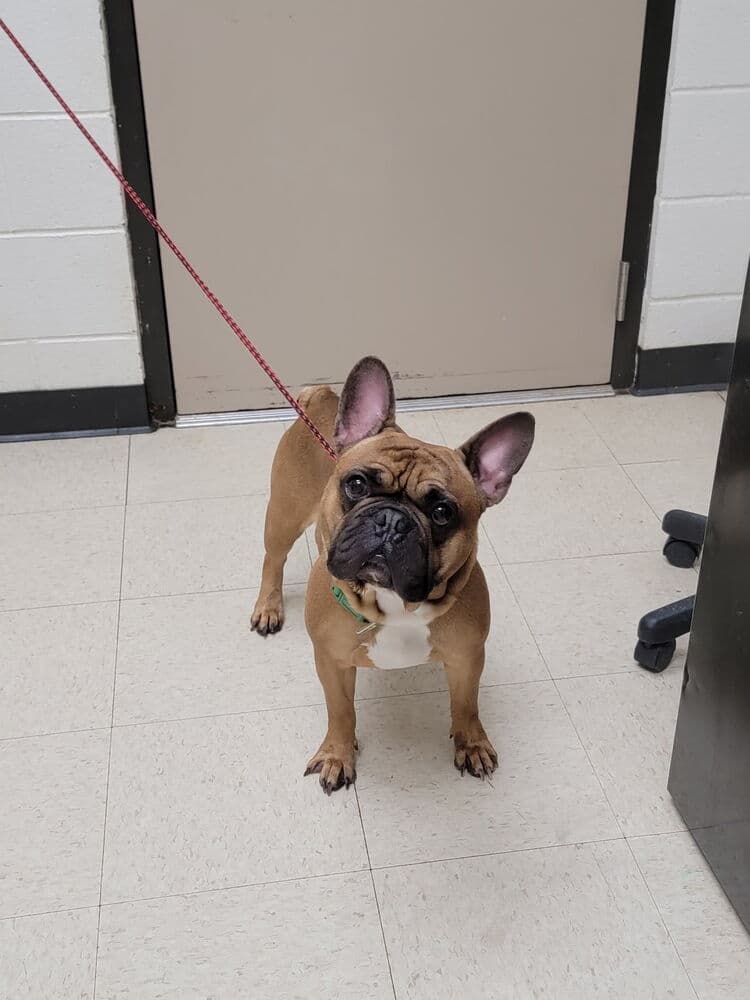 Maverick - French Bulldog