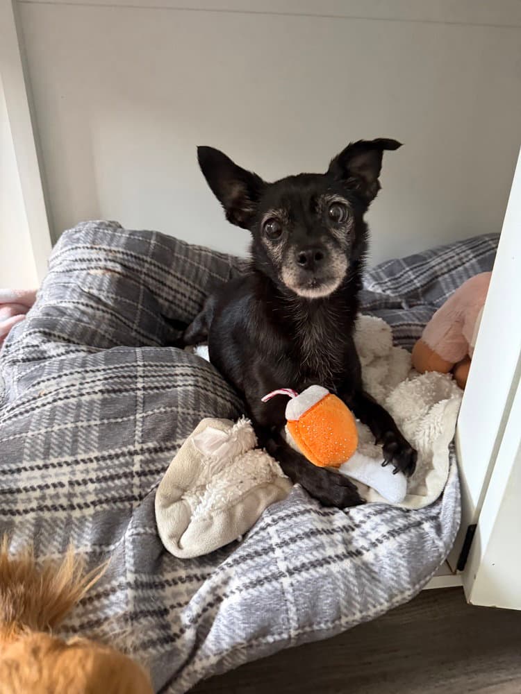 Ivy - Chihuahua