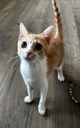 Dobby image 1