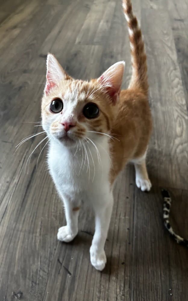 Dobby - Domestic Short Hair