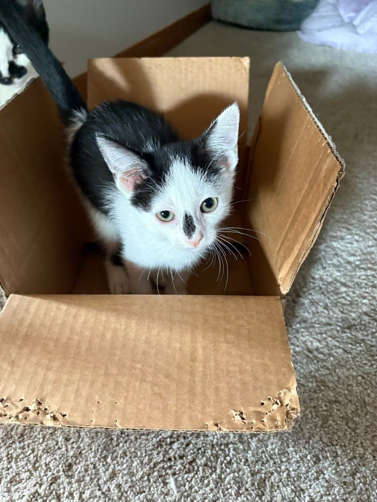 Freckle - Domestic Short Hair