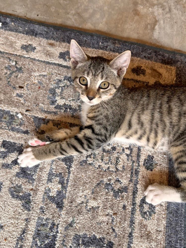 Luna - Domestic Short Hair