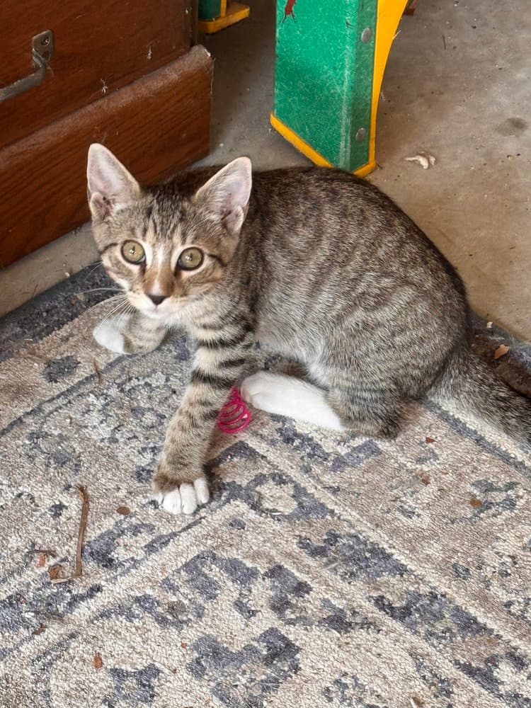 Robin - Domestic Short Hair