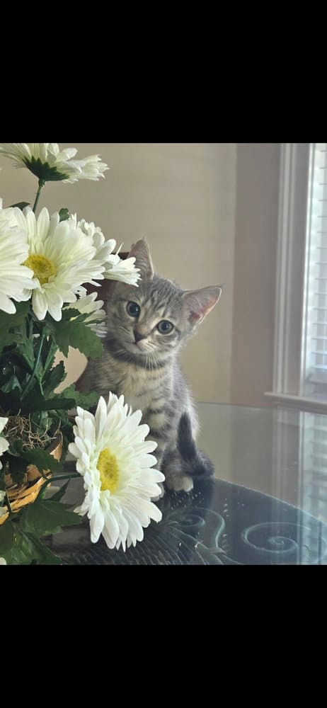 Jaq - Domestic Short Hair