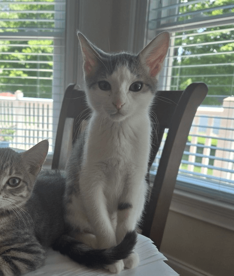 Suzy - Domestic Short Hair
