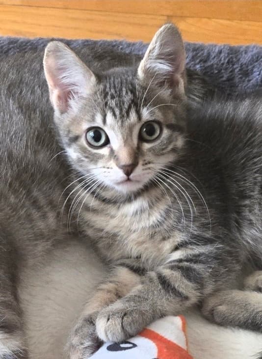Bruno - Domestic Short Hair