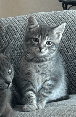 Ella - Domestic Short Hair