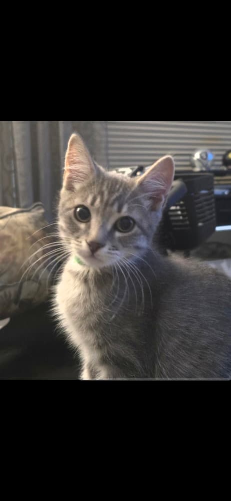 Gus - Domestic Medium Hair