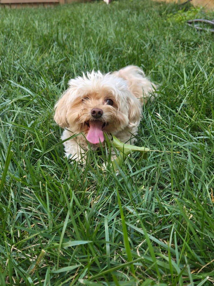 Biscuit - Poodle (unknown type)