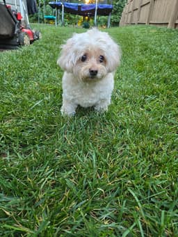 Biscuit image 2