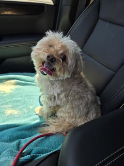 Biscuit image 3