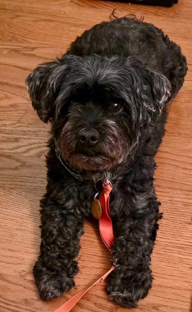Duffy - Shih Tzu