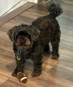 Duffy image 2