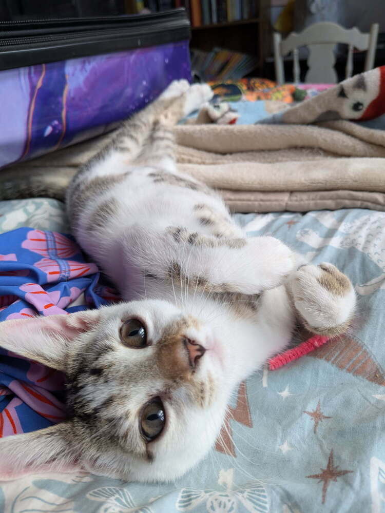 Toodles - Domestic Short Hair