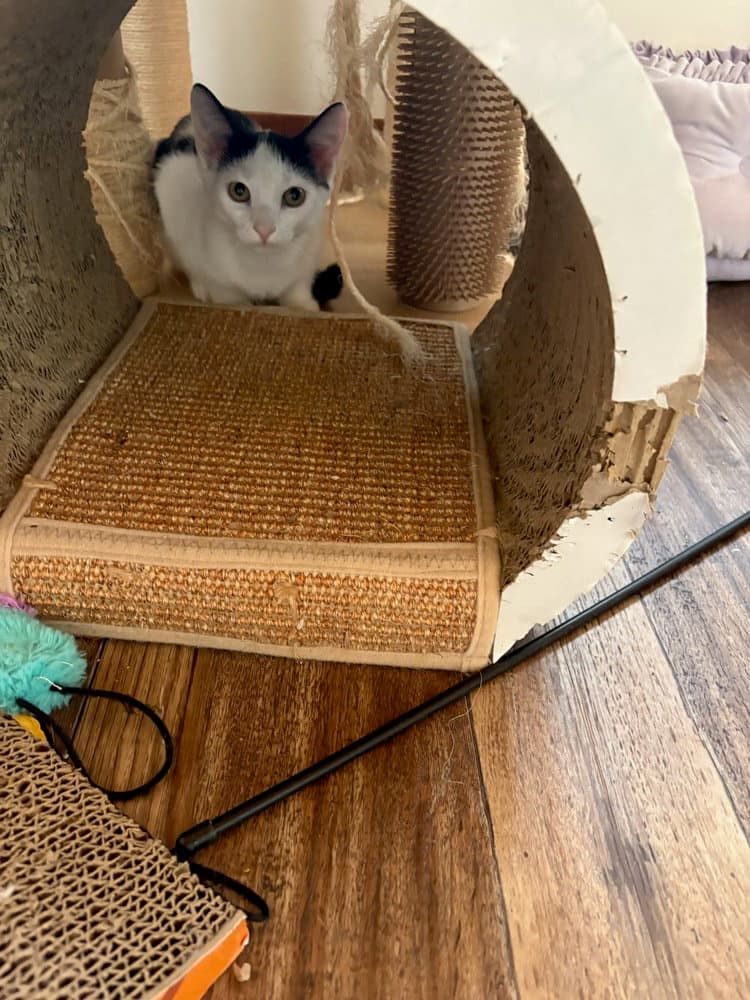 Pigtail - Domestic Short Hair