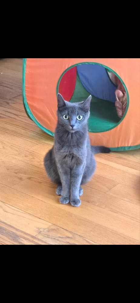 Cinder - Domestic Short Hair