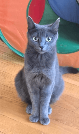 Cinder - Domestic Short Hair