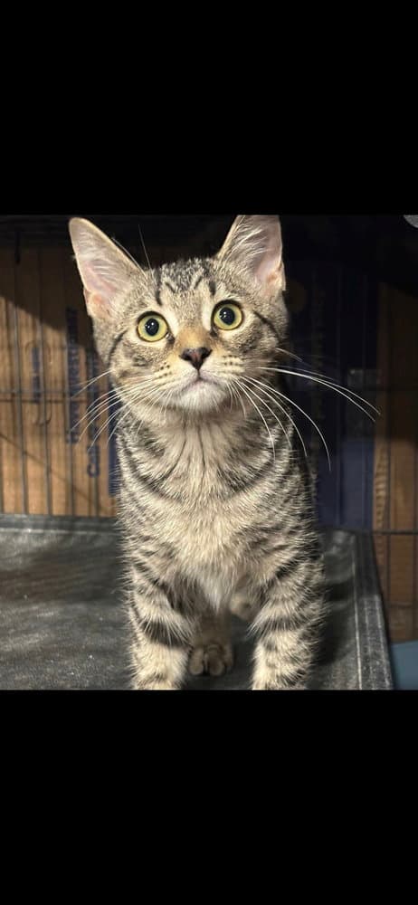 Pepper - Domestic Short Hair