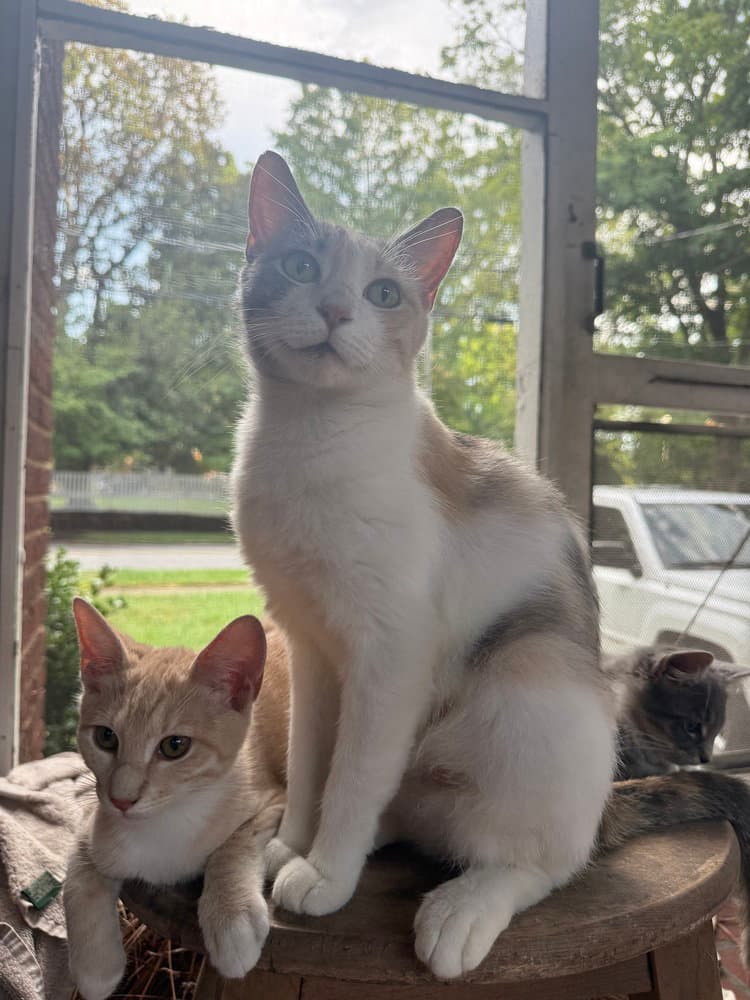 June Dilute Calico - Domestic Short Hair