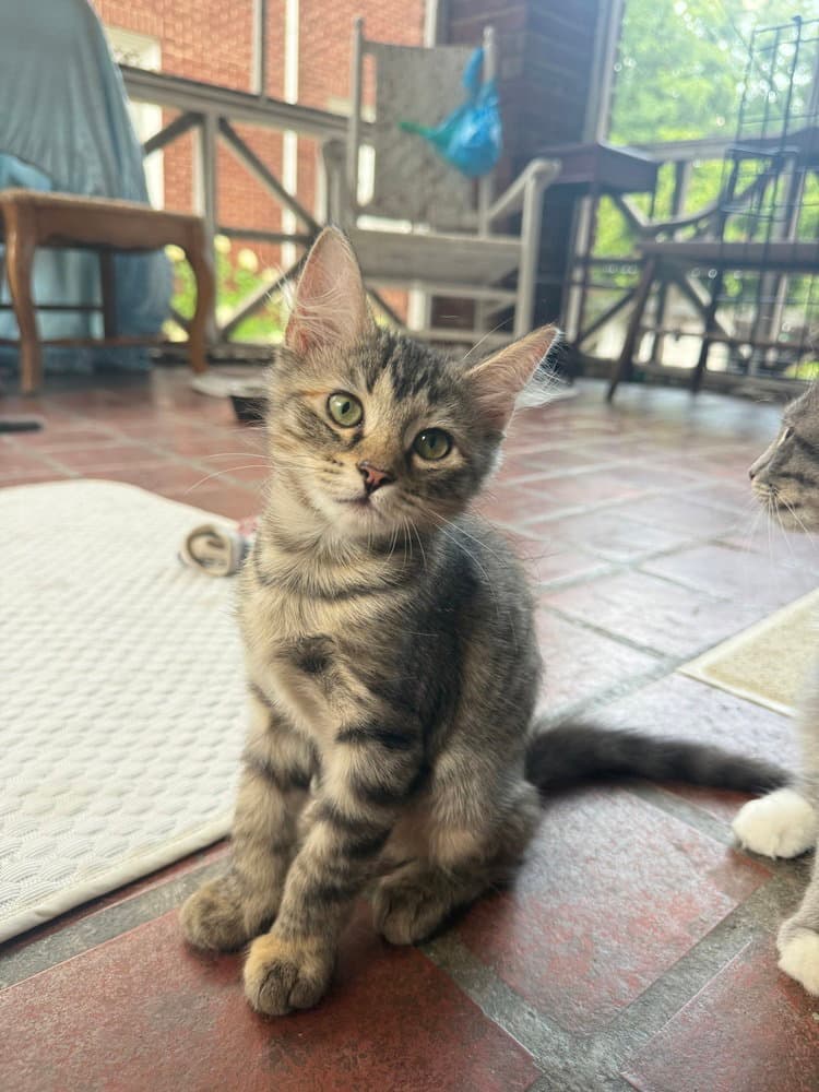 Muffin - Domestic Short Hair