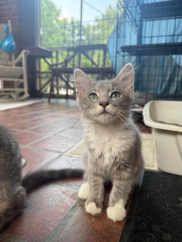 Von - Domestic Short Hair