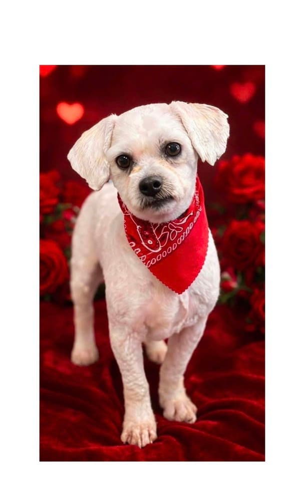 Gizmo - Bichon Frise