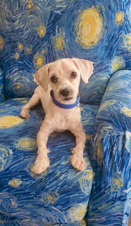 Gizmo image 2