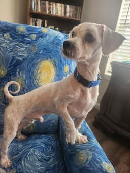 Gizmo image 4