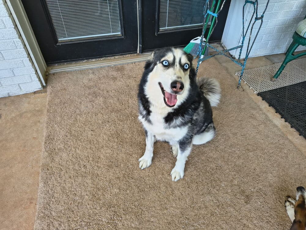 Marshall - Husky