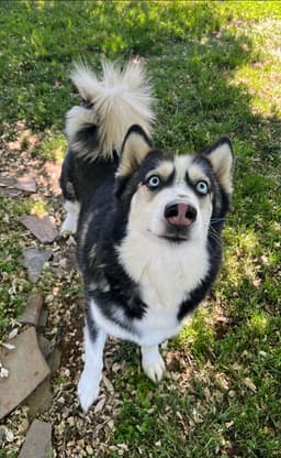 Marshall image 2