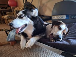 Marshall image 3