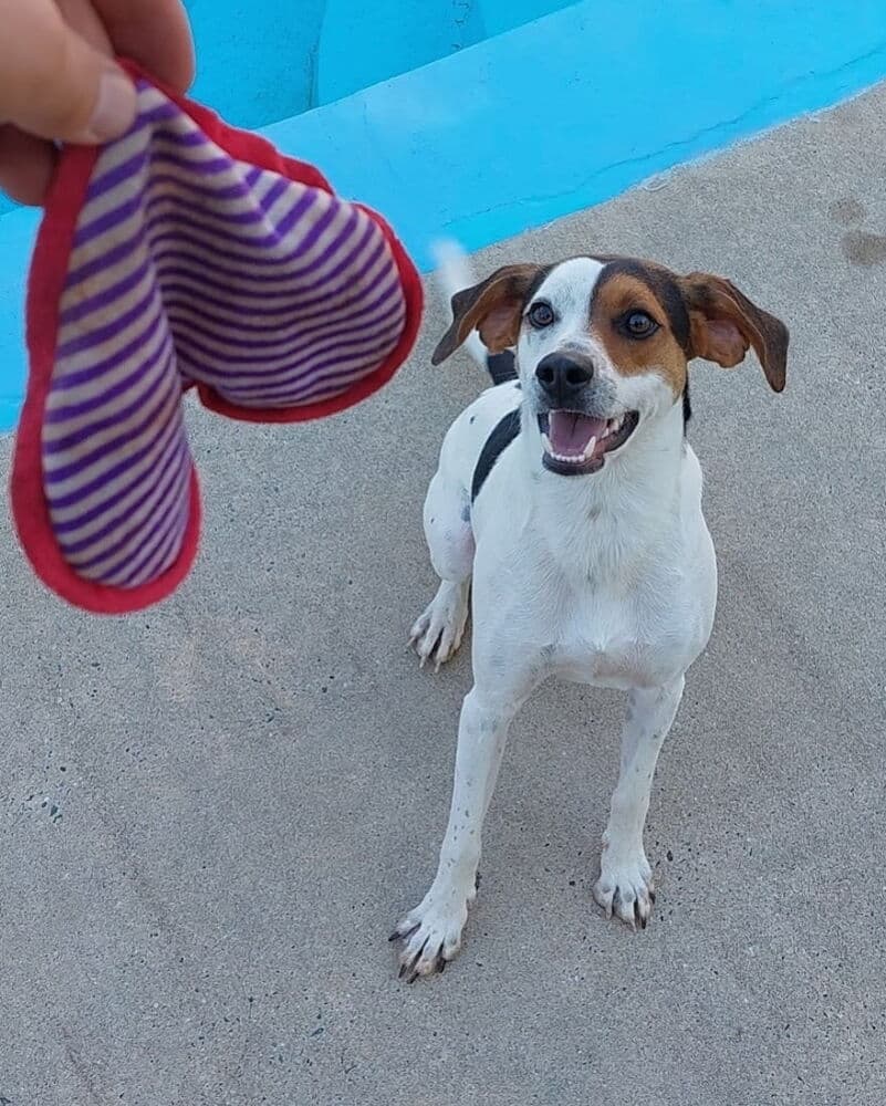 Lenny - Hound