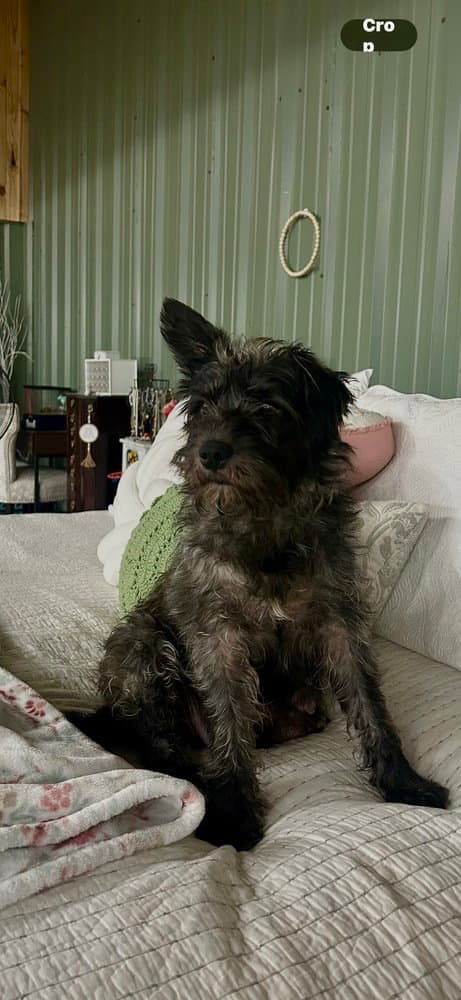 Sugar Maddie - Schnauzer