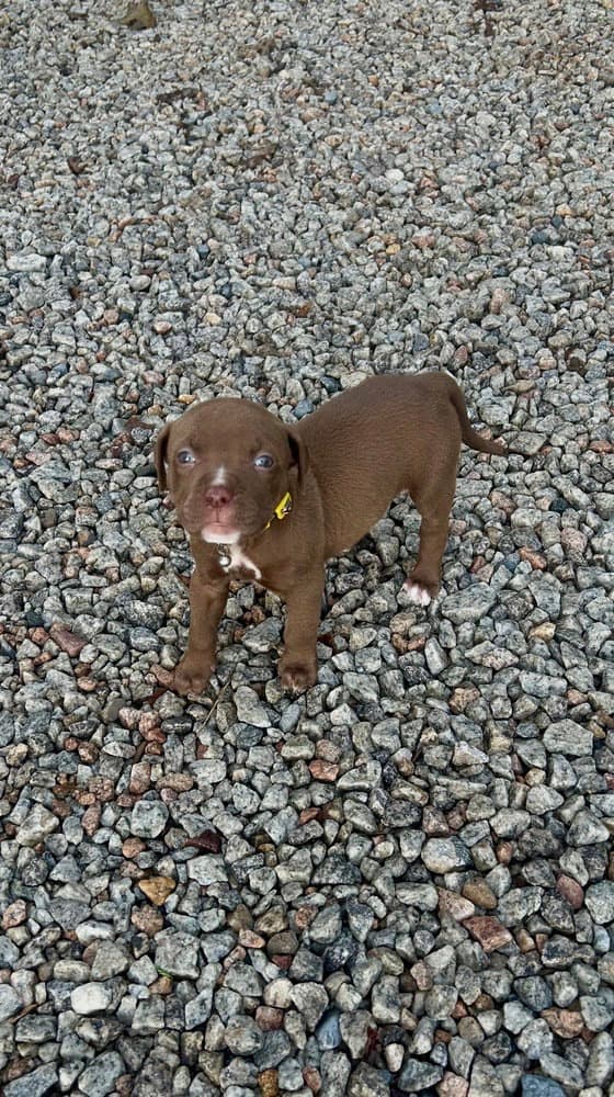 Chance Clay Brownie - Terrier