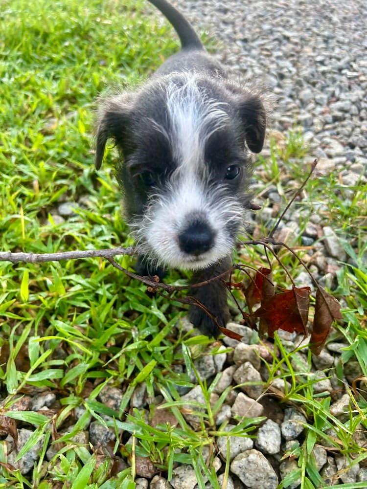 Wonder Lee - Miniature Schnauzer