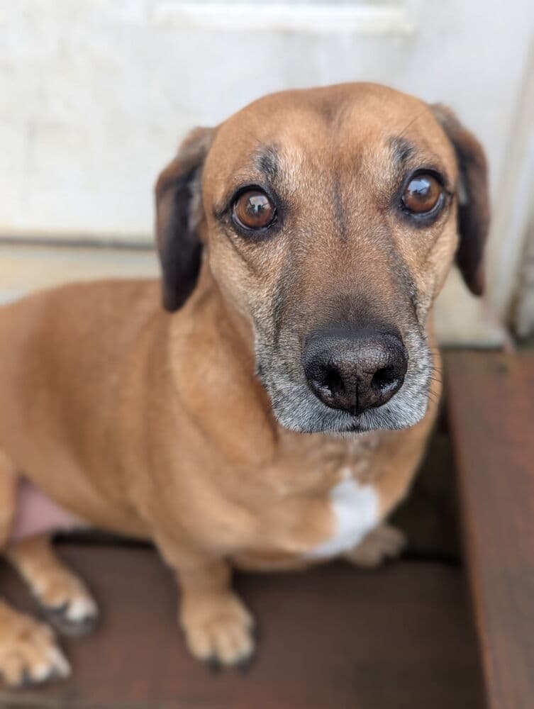 Sophie - Dachshund