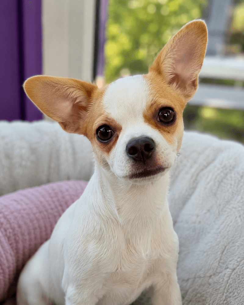Eevee - Chihuahua