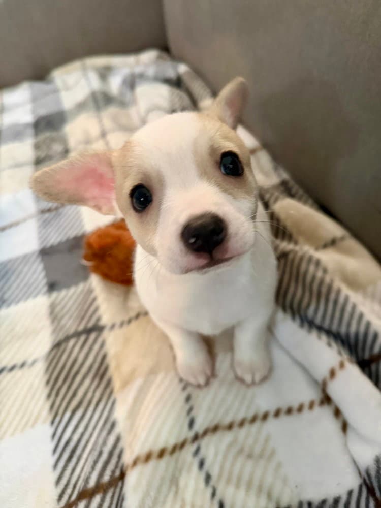 Bingo - Chihuahua