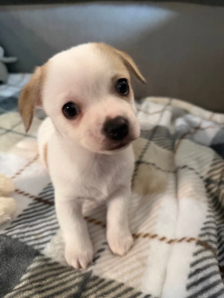 Bluey - Chihuahua