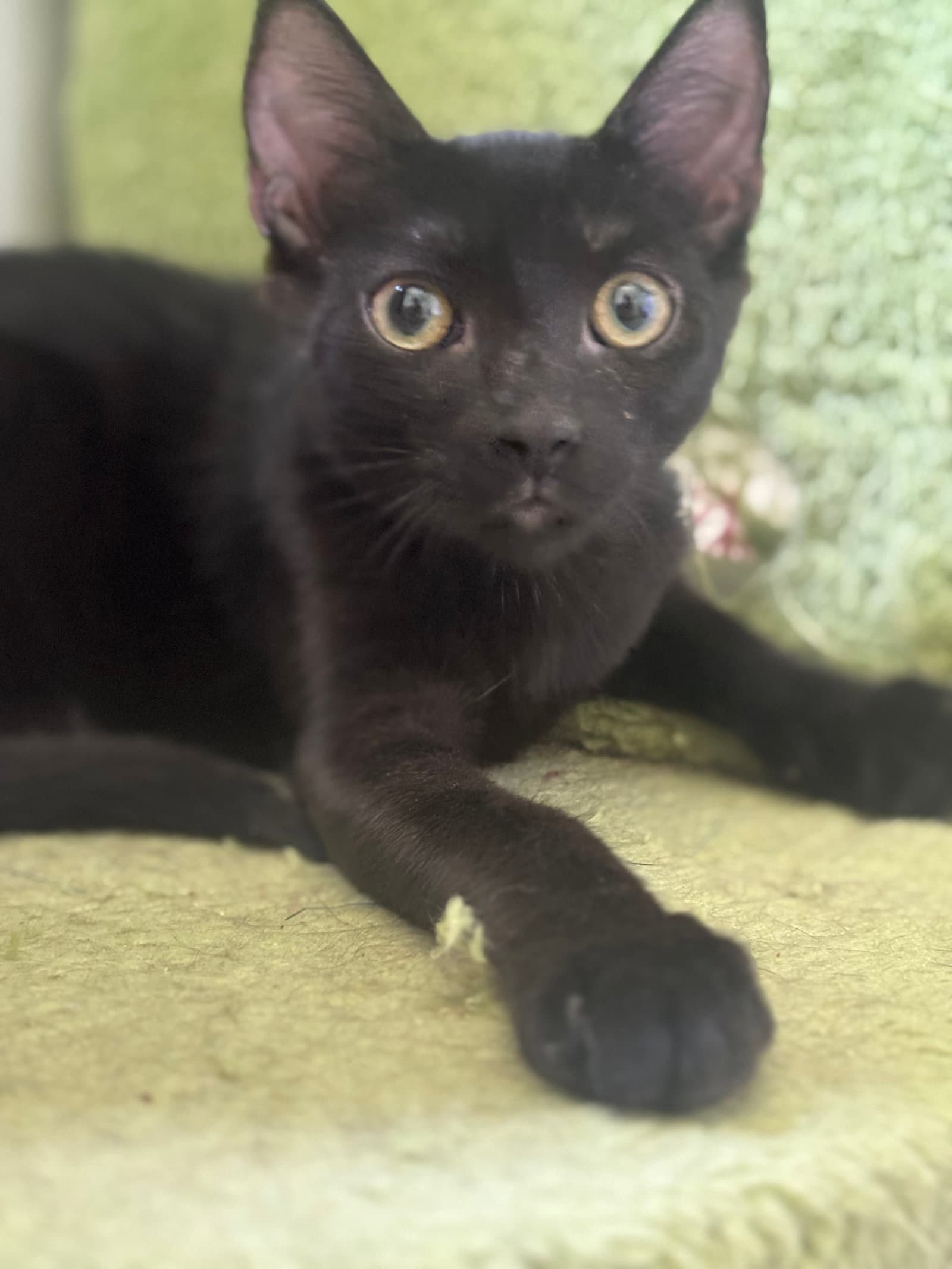Rally - European Shorthair