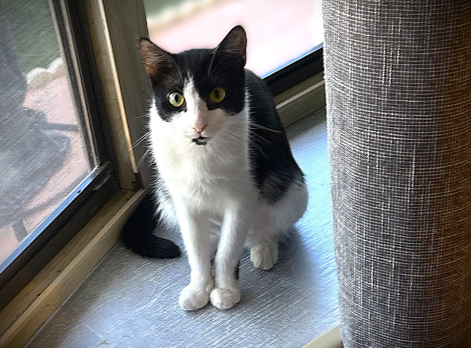 Lily Pulitzer - Domestic Short Hair